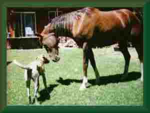 Cheyenne & Gabe meet